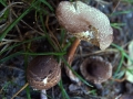 Lepiota castanea - Kastanienbrauner Schirmling - Hoher Giek